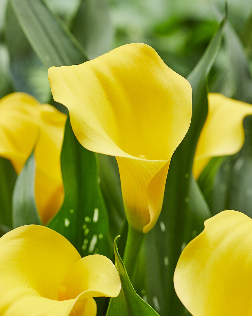 Zantedeschia Monte Carlo