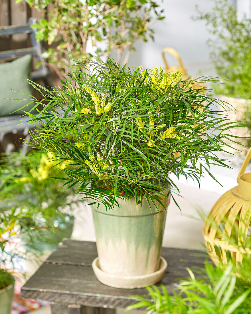 Chinesische Mahonie (Mahonia eurybracteata) 'Little Soft Caress'