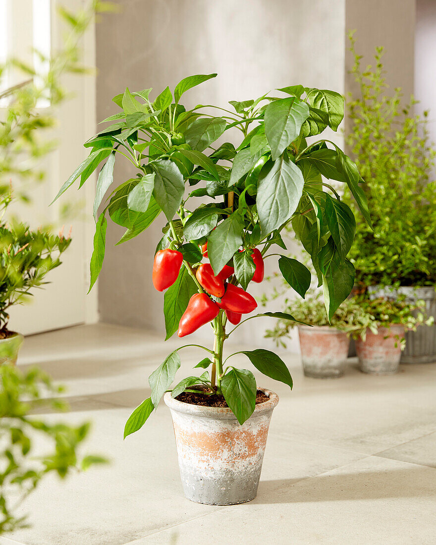 Capsicum annuum Sweet F1 Red