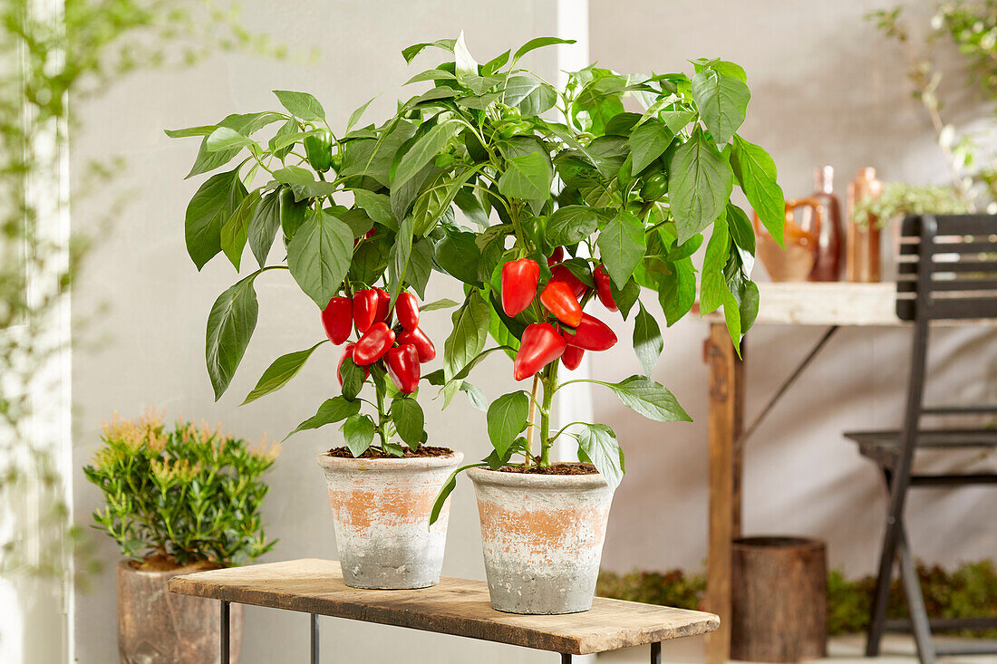 Capsicum annuum Sweet F1 Red