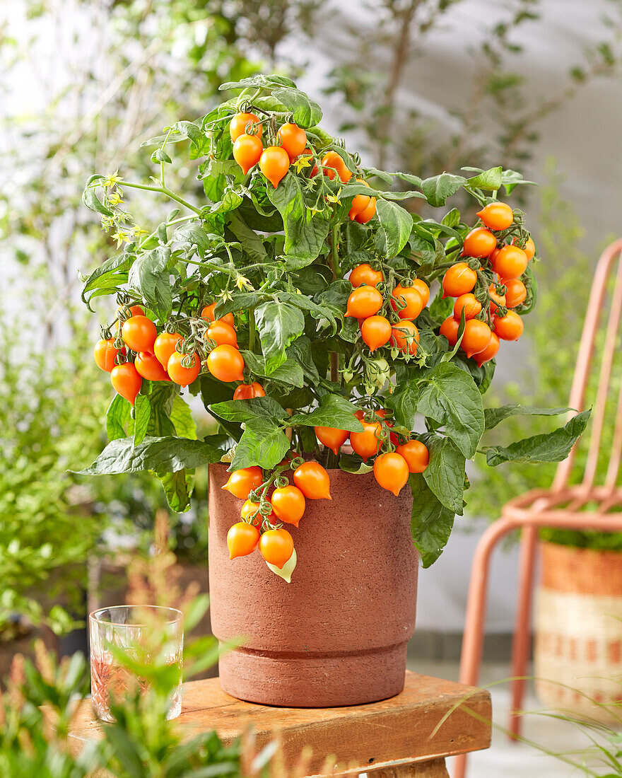 Solanum lycopersicum Heartbreakers? F1 Dora Orange