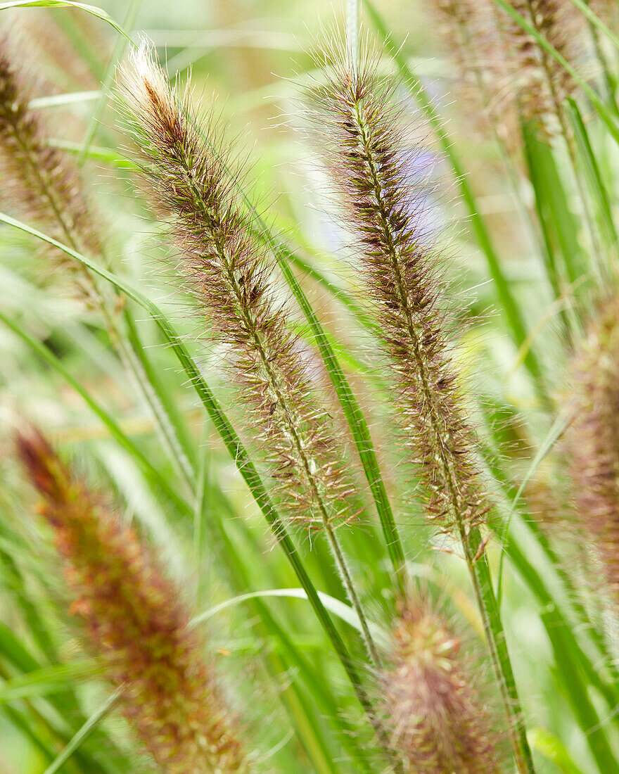 Pennisetum alopecuroides f. viridescens