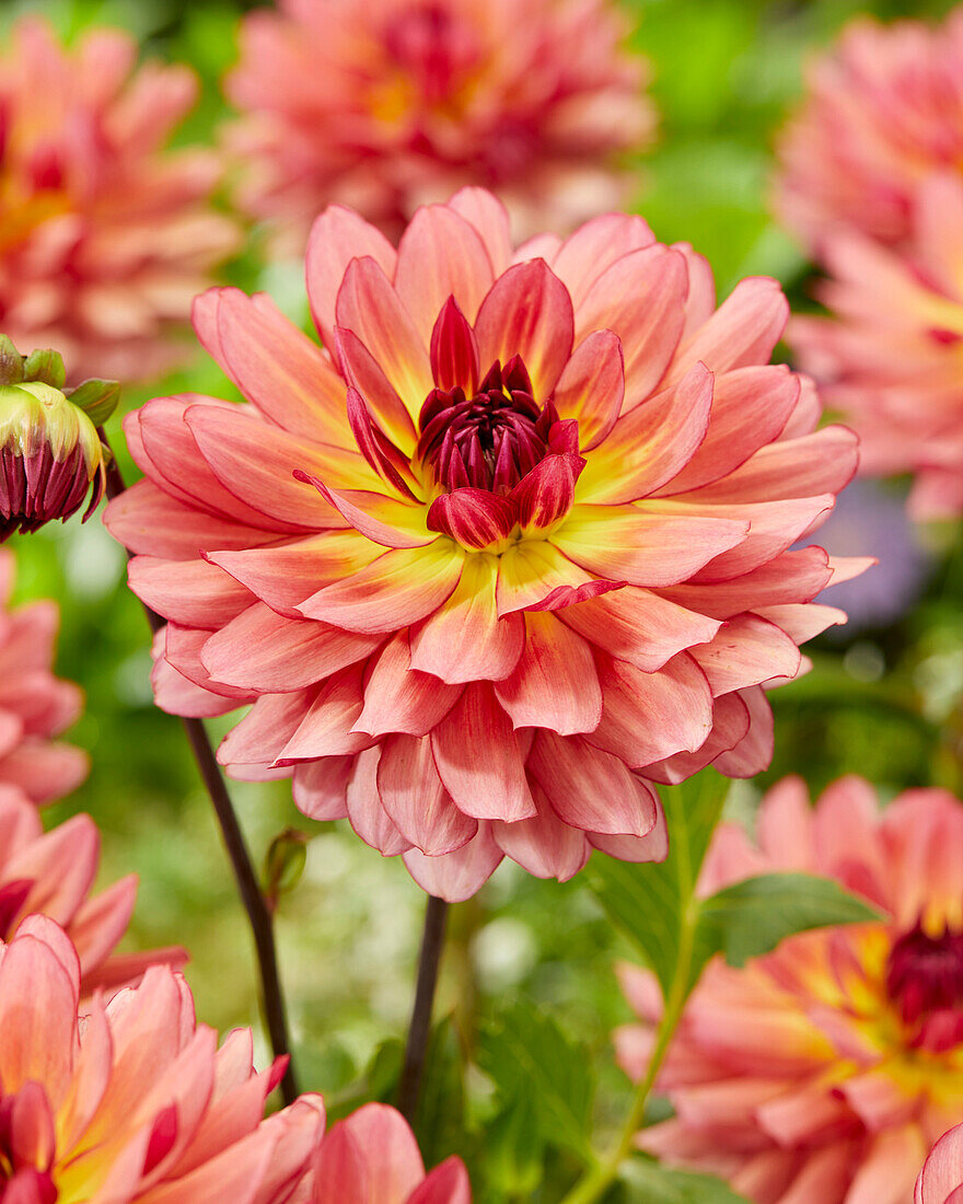 Dahlie (Dahlia) '2010'