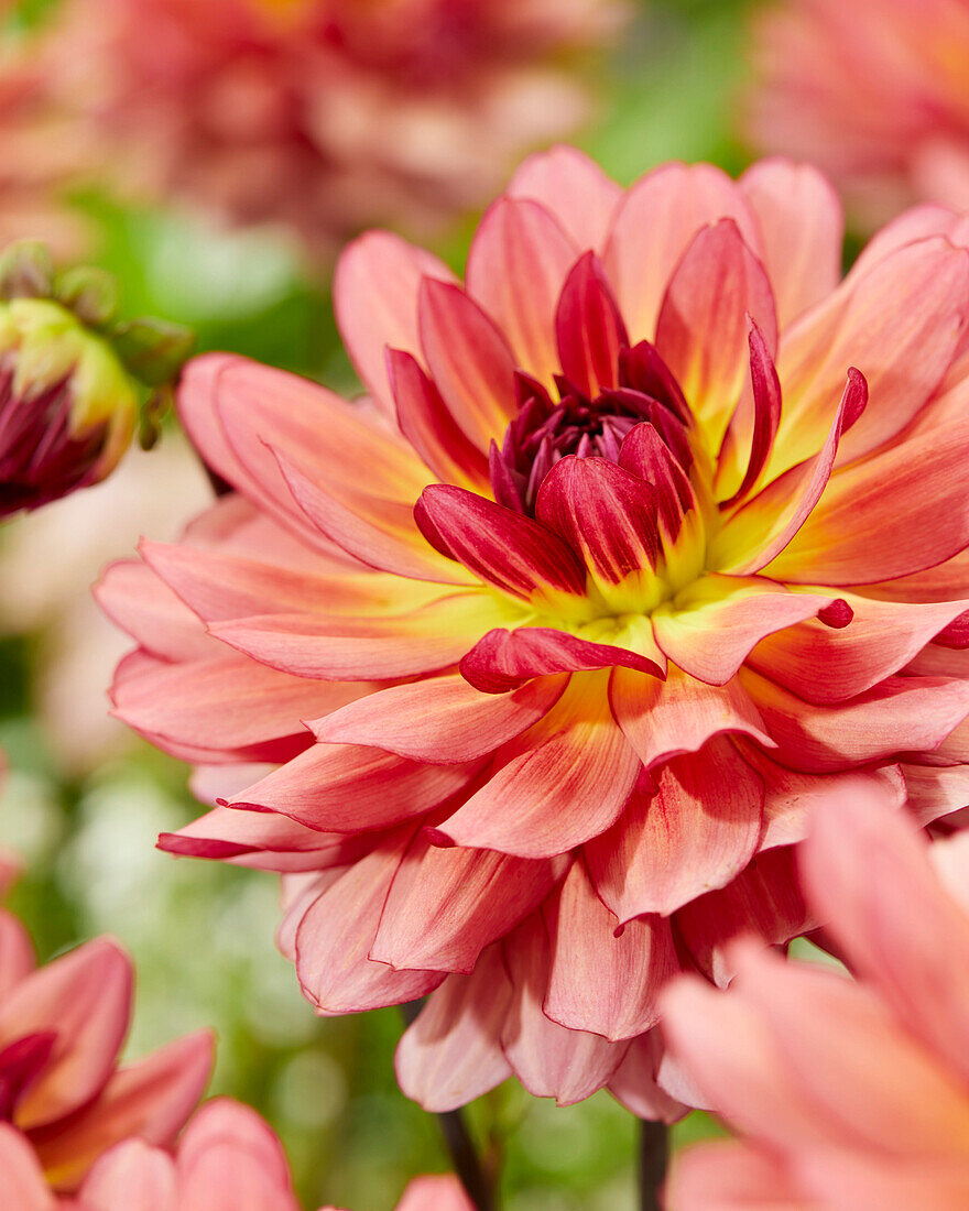 Dahlie (Dahlia) '2010'