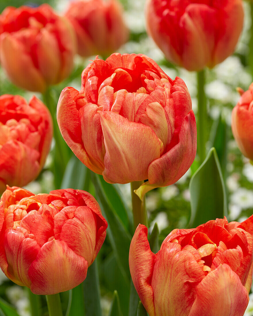 Tulpe (Tulipa) 'Kiteman'