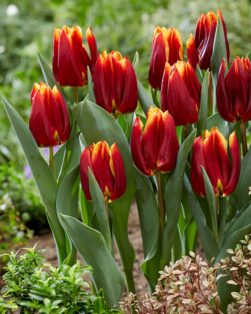 Tulpe (Tulipa) 'Prestige'