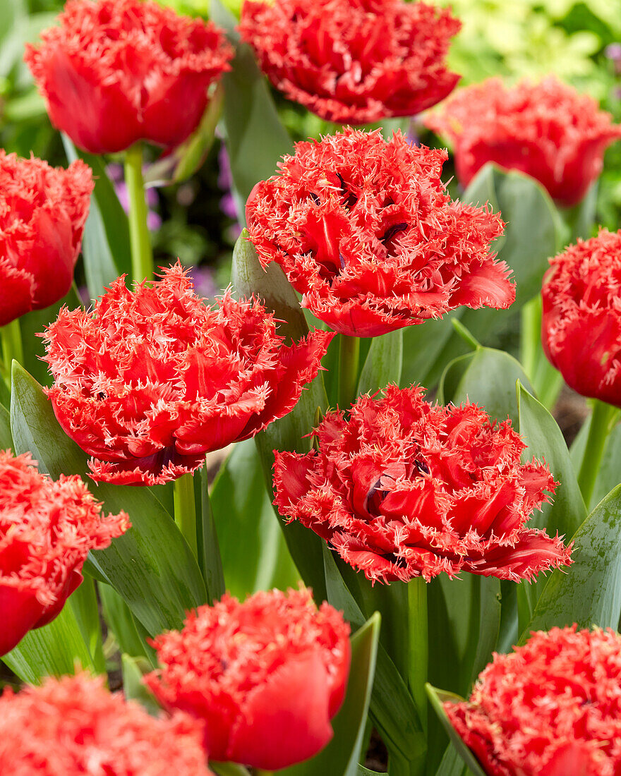 Tulipa Bendigo