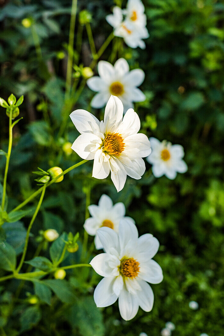 White 'Brides Bouquet' dahlias (Dahlia)