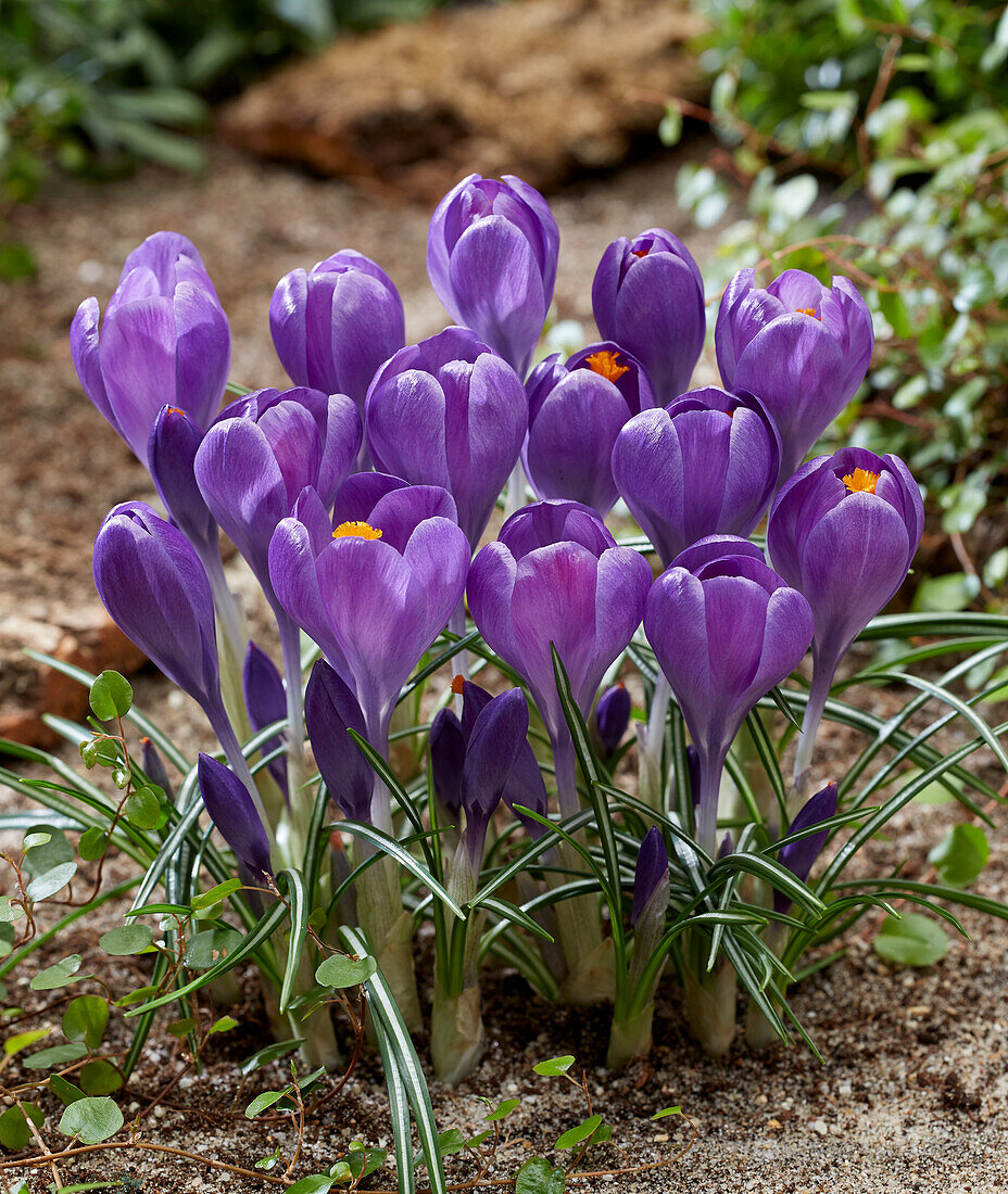 Crocus Blue Ocean