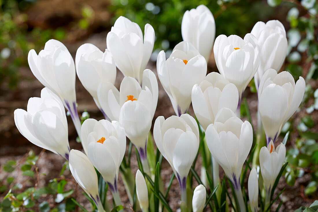 Crocus Ice Queen