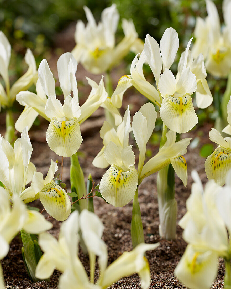 Iris 'Katharines Gold'