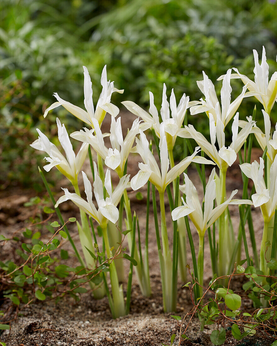 Iris reticulata Pauline White