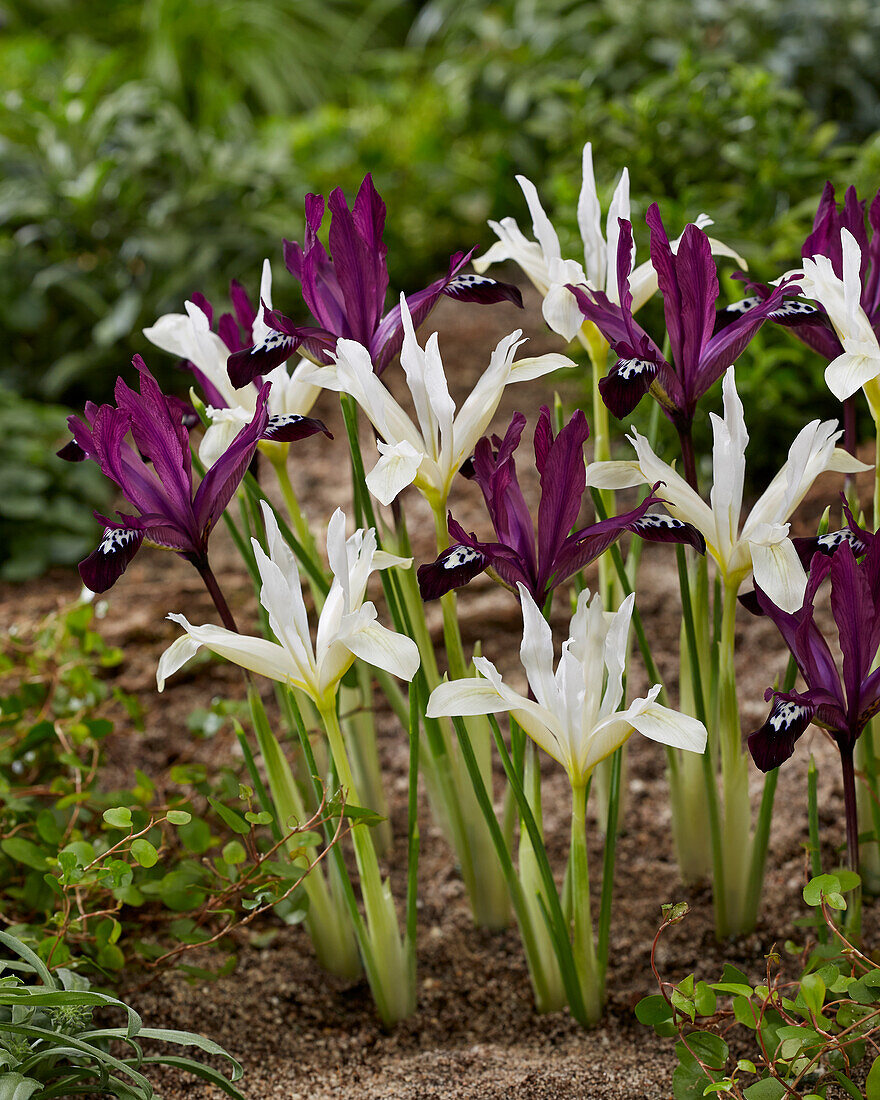 Iris reticulata Pauline and Pauline White