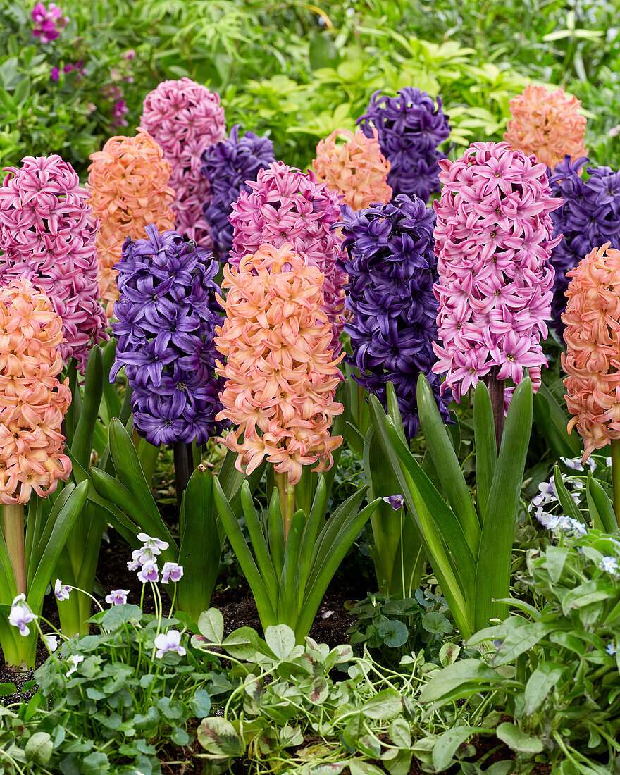 Hyacinthus Richmond, Bestseller, Ocean Delights