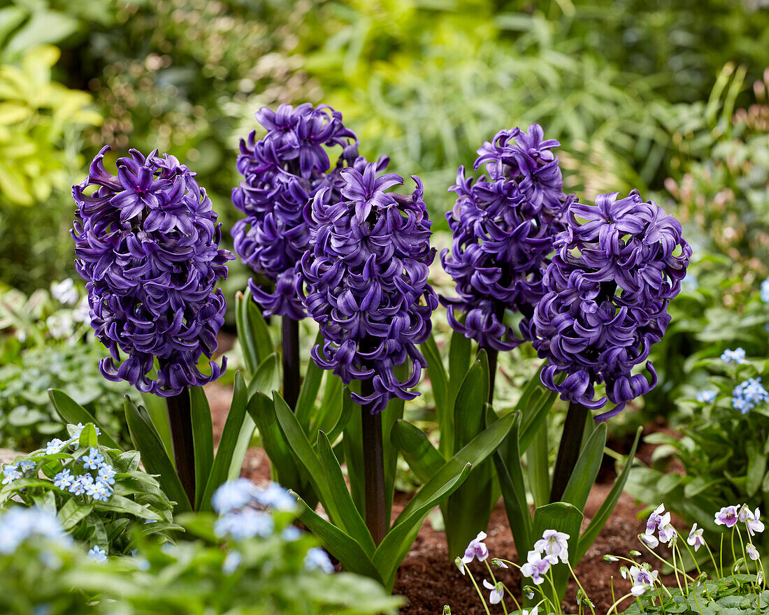 Hyacinthus Ocean Delights