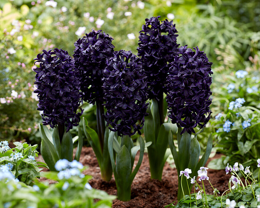 Hyacinthus Midnight Sky