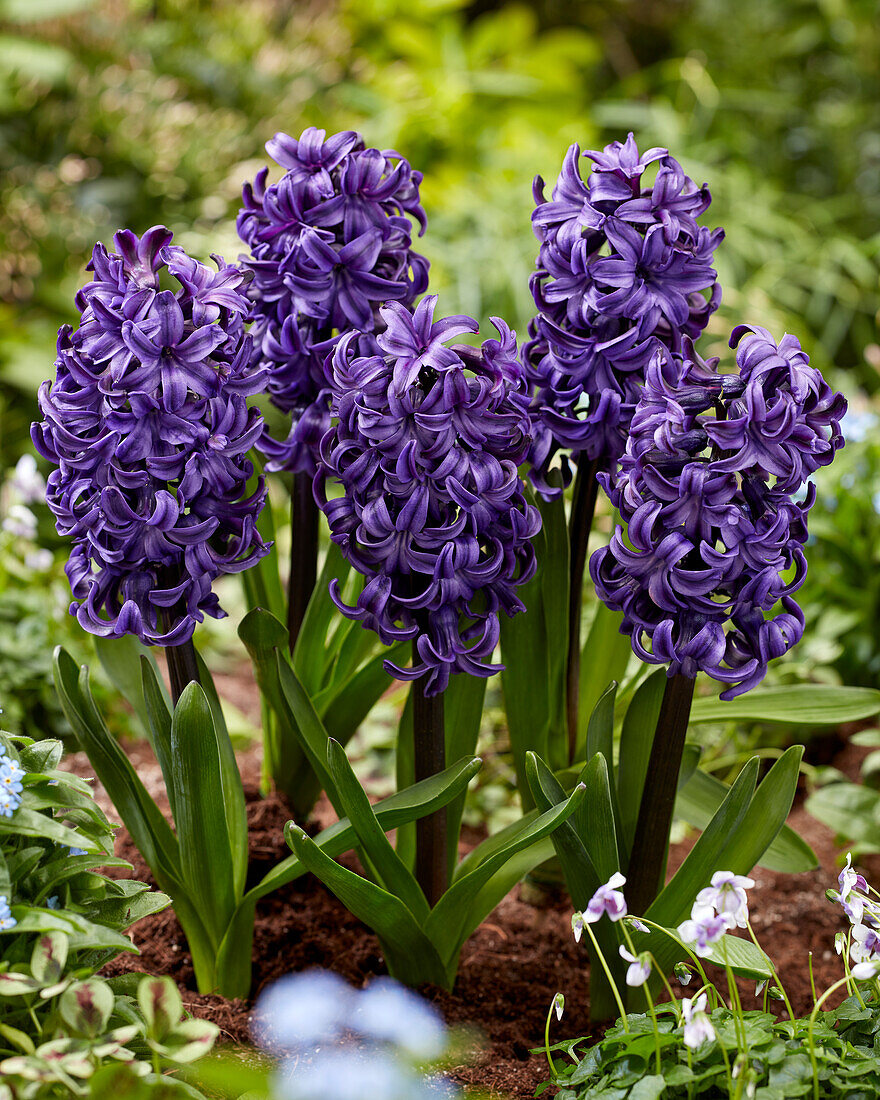 Hyacinthus Ocean Delights