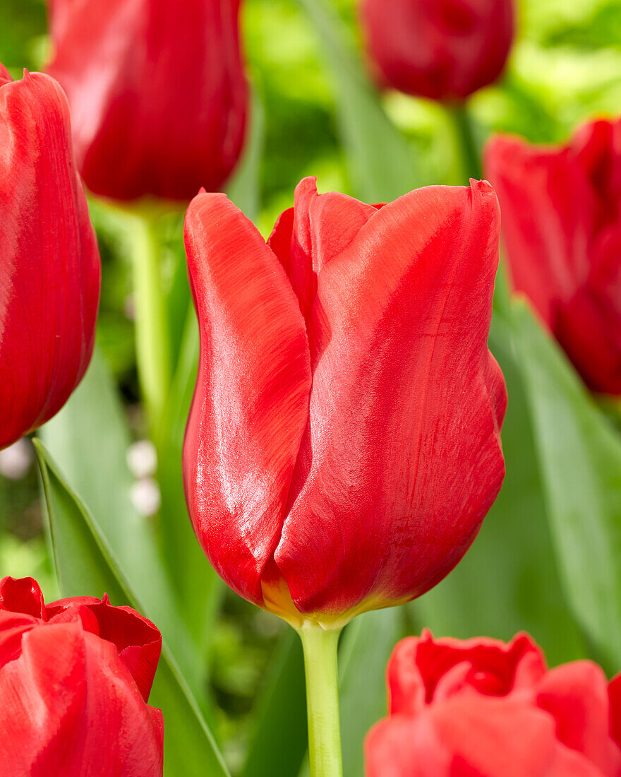 Tulpe (Tulipa) 'Dynamo'