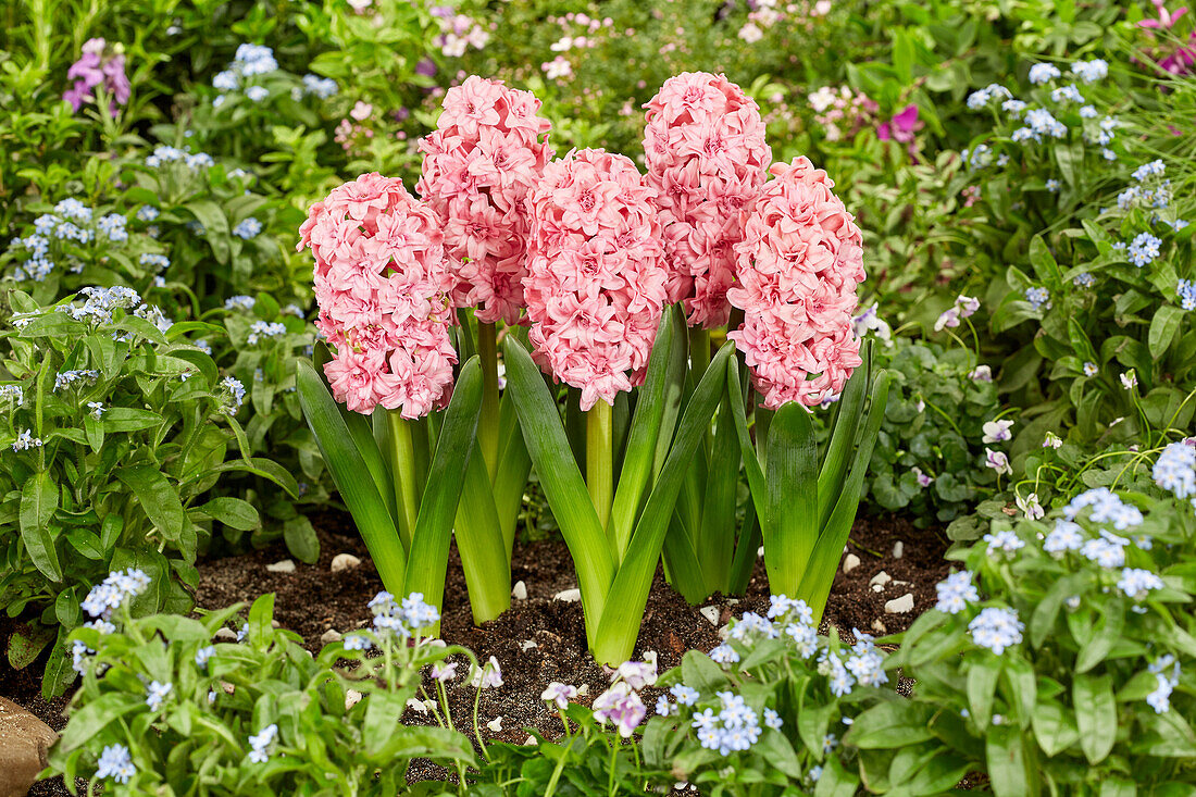 Hyacinthus Spring Beauty