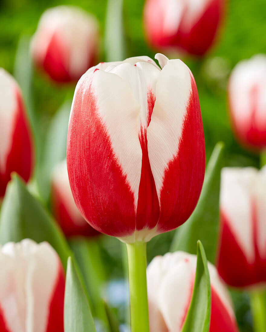 Tulpe (Tulipa) 'Hema'