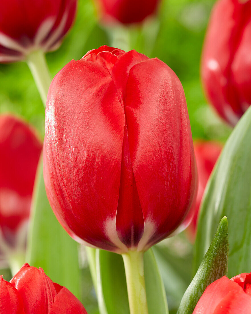 Tulpe (Tulipa) 'Red Dragon'