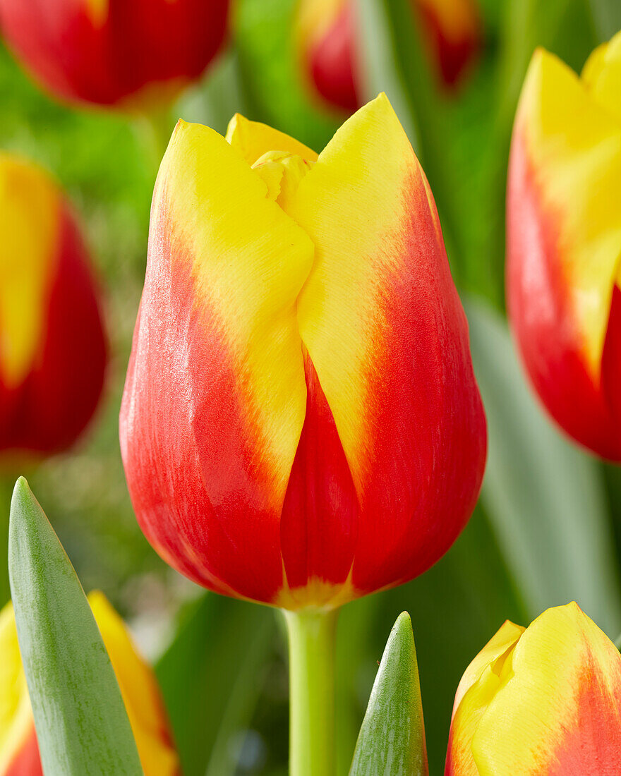 Tulipa Aloha