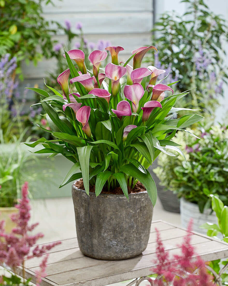 Zantedeschia Rio