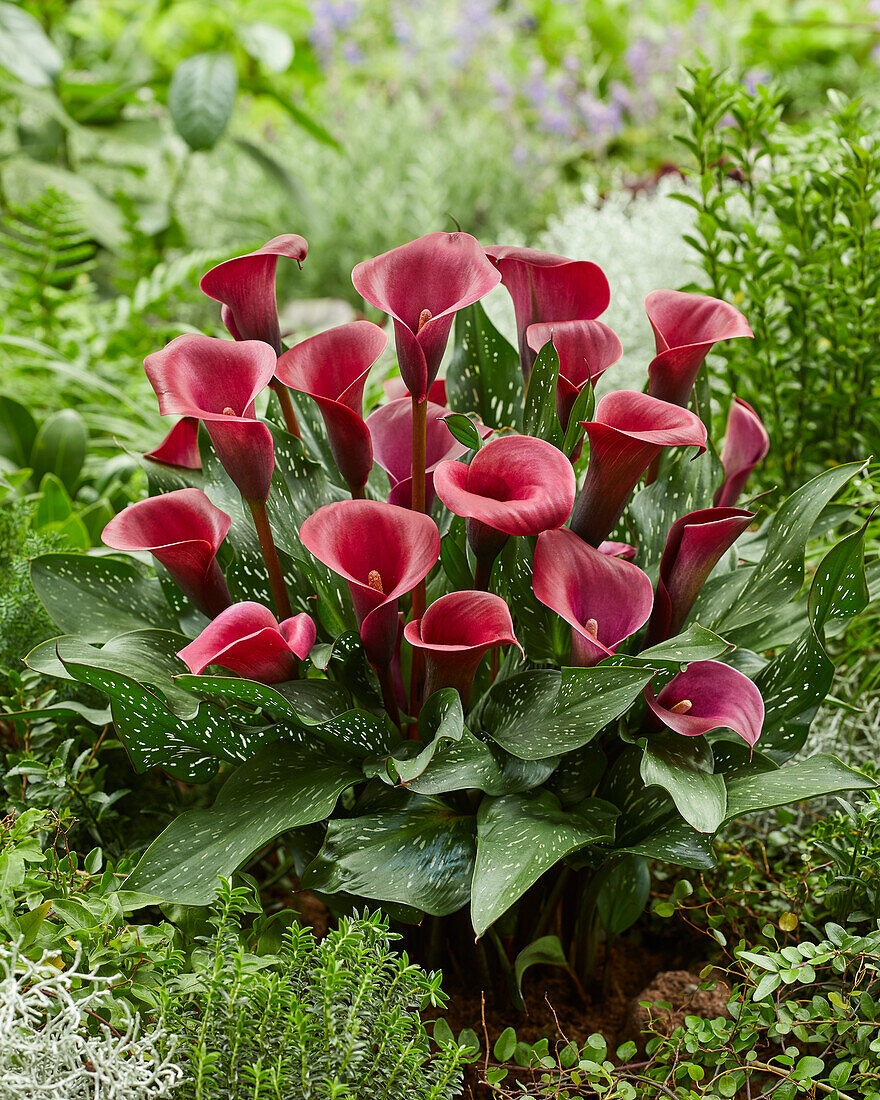 Zantedeschia Valencia