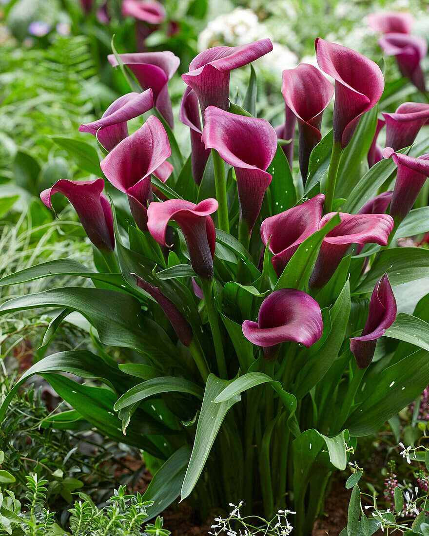 Zantedeschia Durban