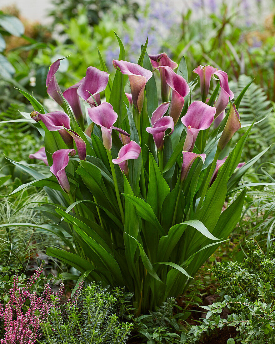 Zantedeschia Grape Velvet