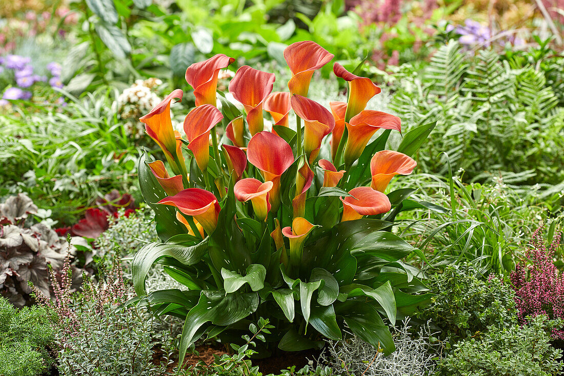 Zantedeschia Sunset Passion