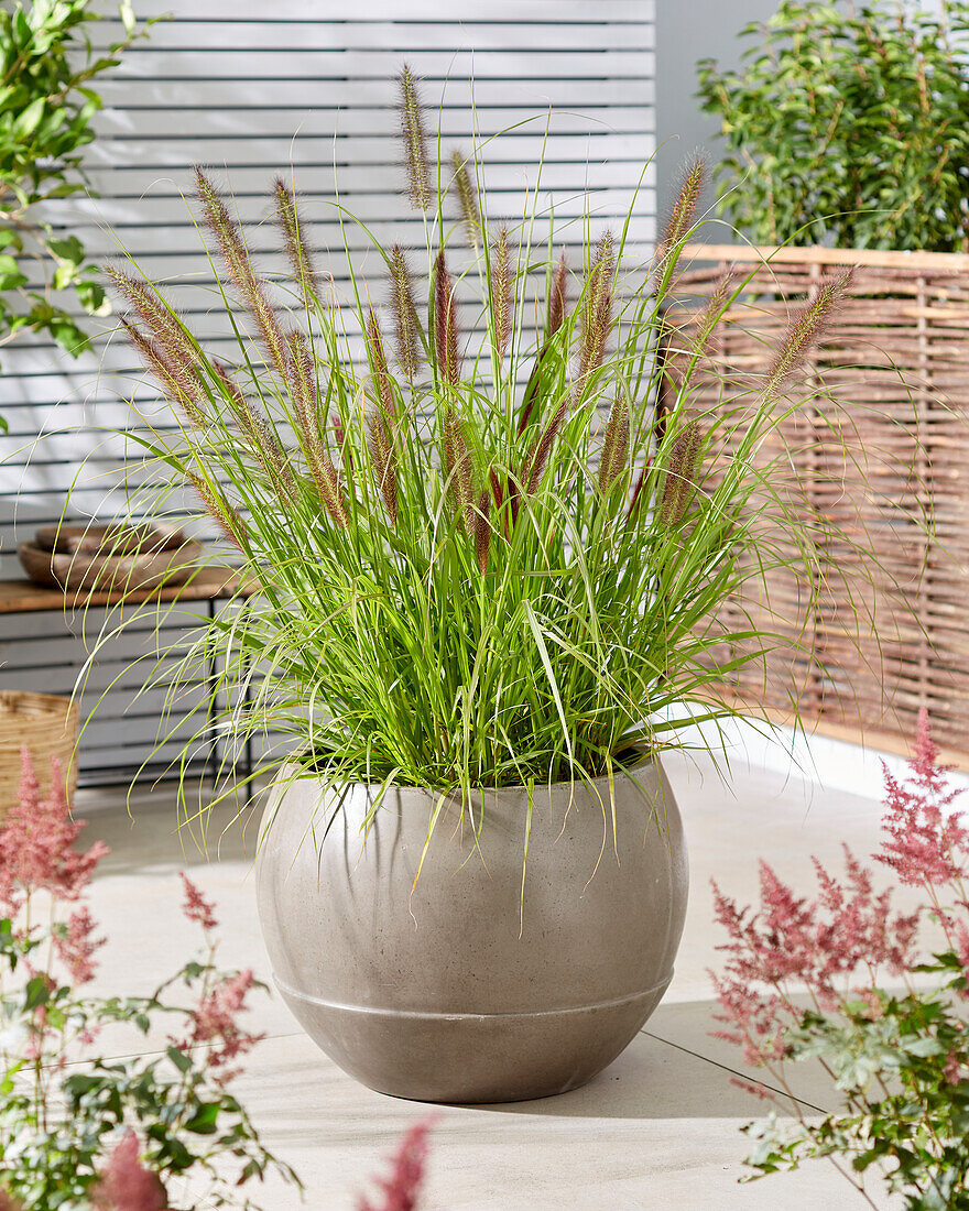 Pennisetum alopecuroides Black Beauty