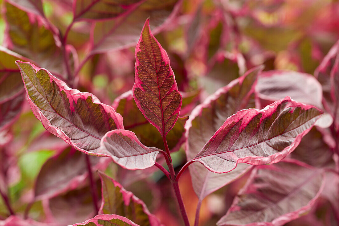 Cornus alba Miracle