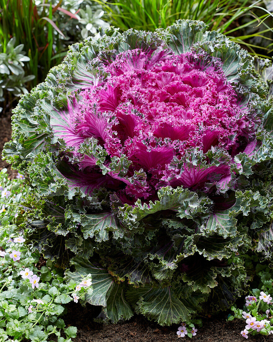 Brassica Rainbow Candy Crush, edible ornamental cabbage