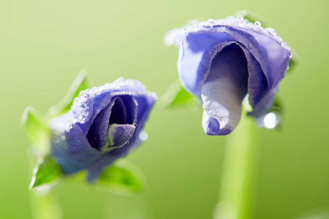 Viola buds