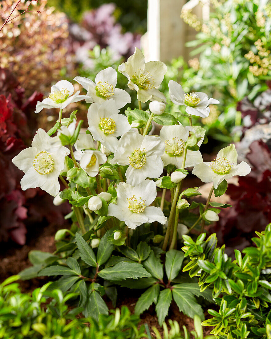 Helleborus Little Darling