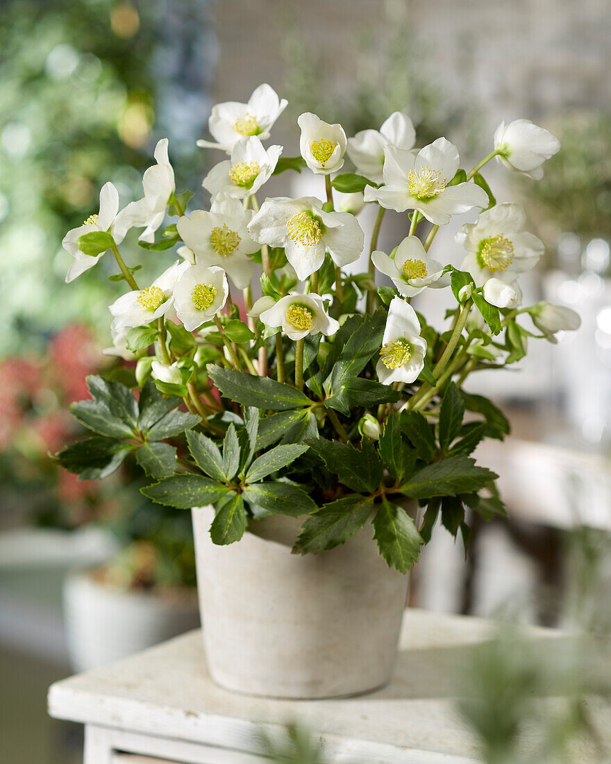 Helleborus Little Darling