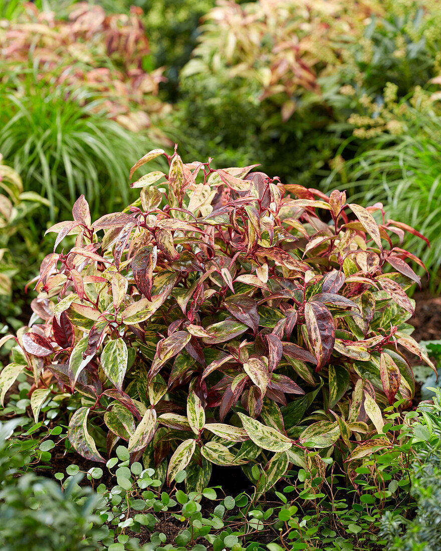 Leucothoe fontanesiana Makijaz