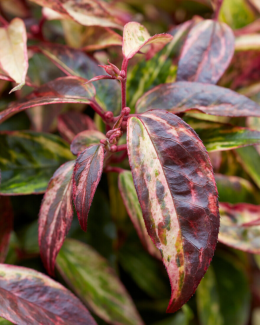 Leucothoe fontanesiana Makijaz