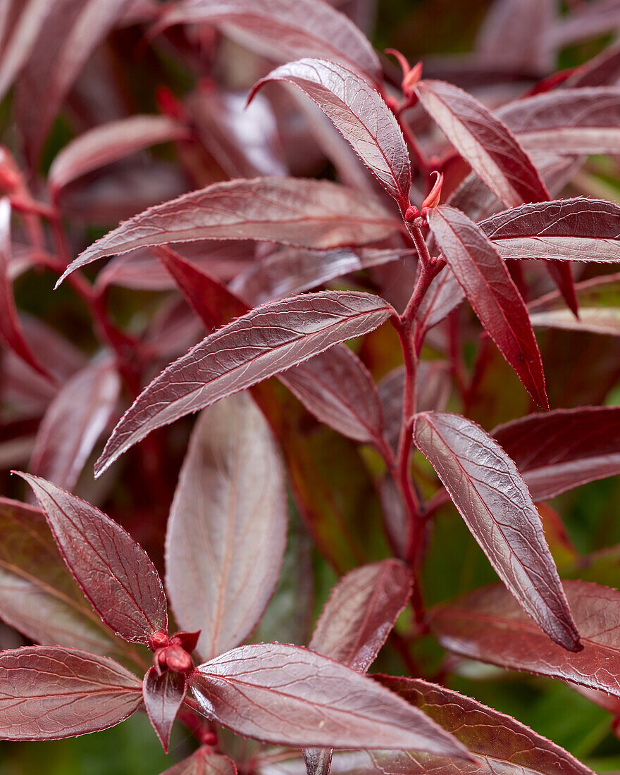 Leucothoe keiskei Burning Love