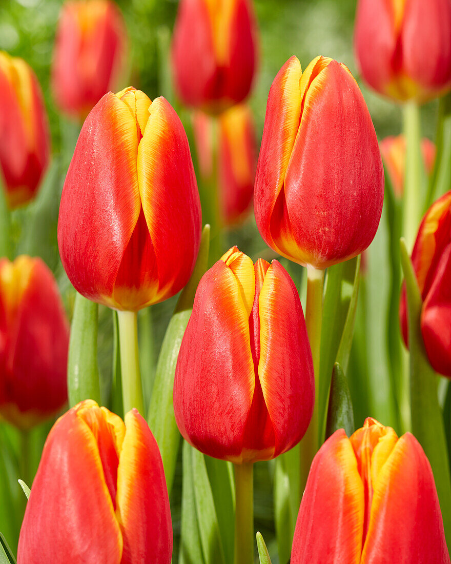 Tulpe (Tulipa) 'Choice'