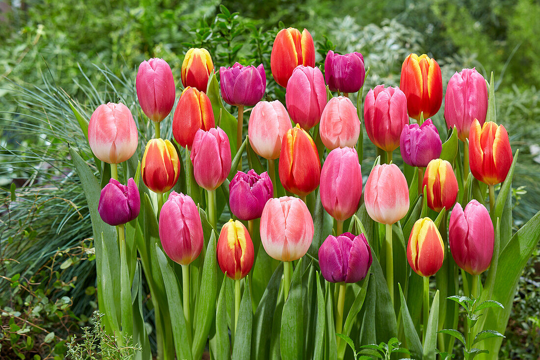 Tulipa colourful mix