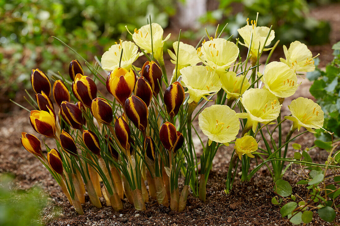 Narzisse (Narcissus) 'Julia Jane', Krokus (Crocus) 'Queen Bee'