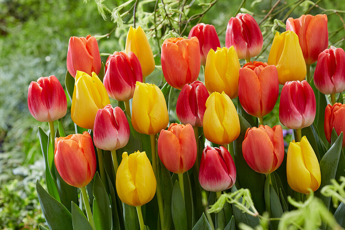Tulpe (Tulipa) 'Golden Ticket', 'Time Out', 'With Love'