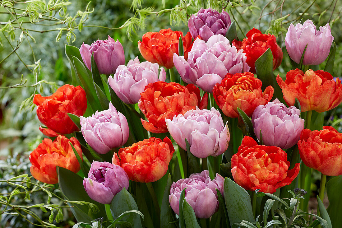 Tulpe (Tulipa) 'Katinka', 'Kiteman'