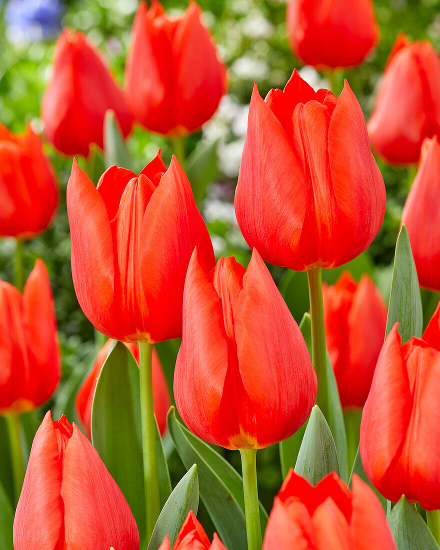 Tulpe (Tulipa) 'Enzo'