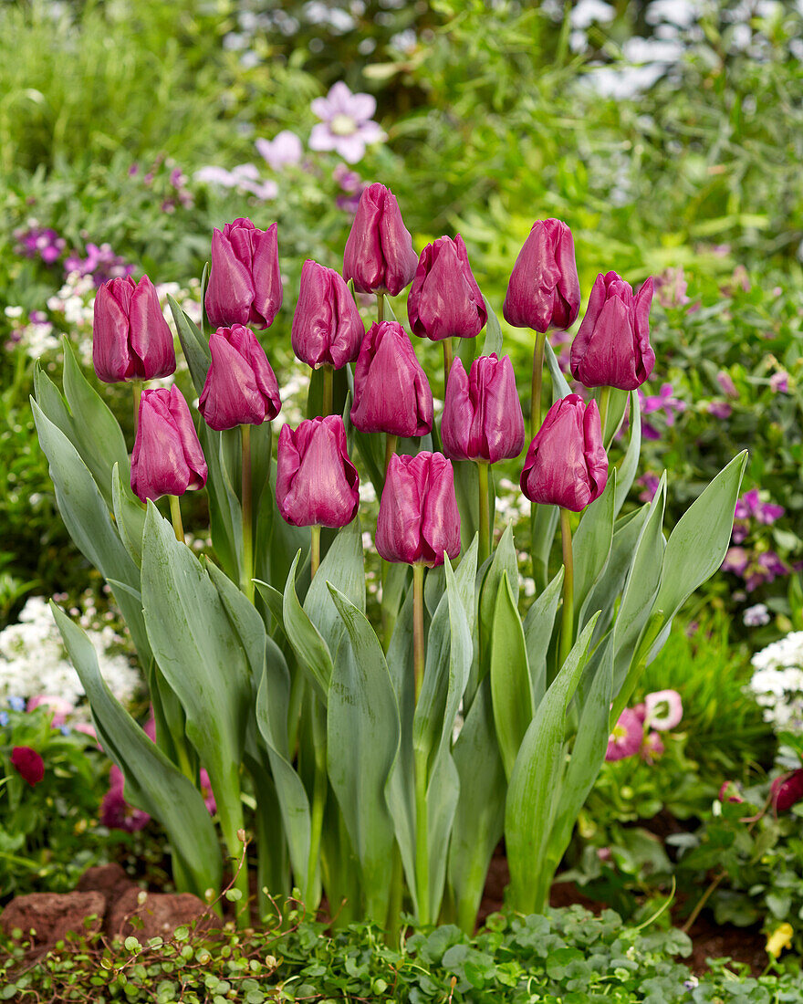 Tulipa Special Rider