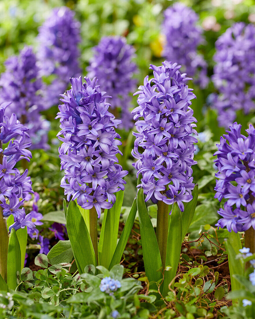 Hyacinthus Atlantic