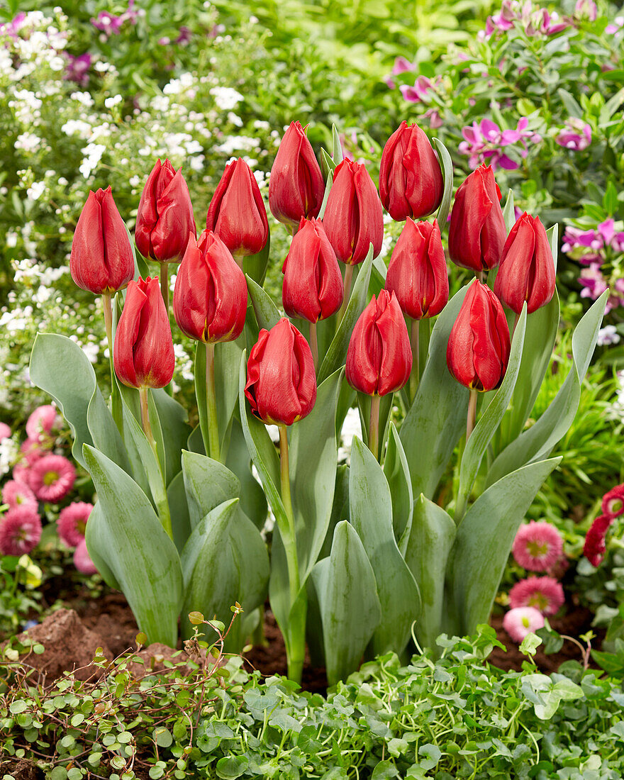 Tulipa Scarlet Flight