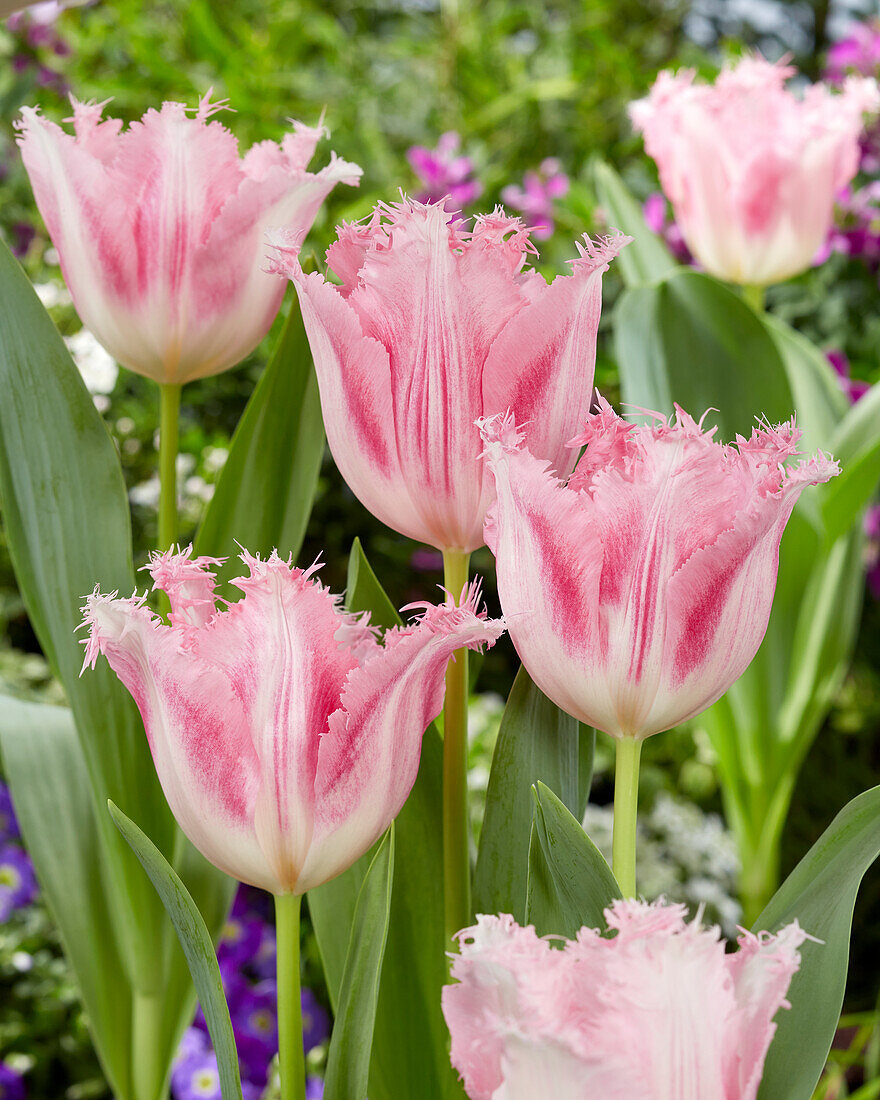 Tulpe (Tulipa) 'Haïti'